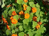 Nasturtiums orange_3